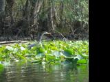 1416 Great Blue Heron.jpg